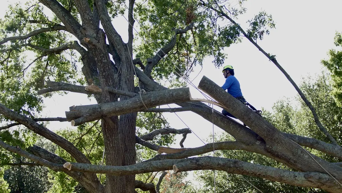 Professional Crown Thinning performed by certified arborists in Vale